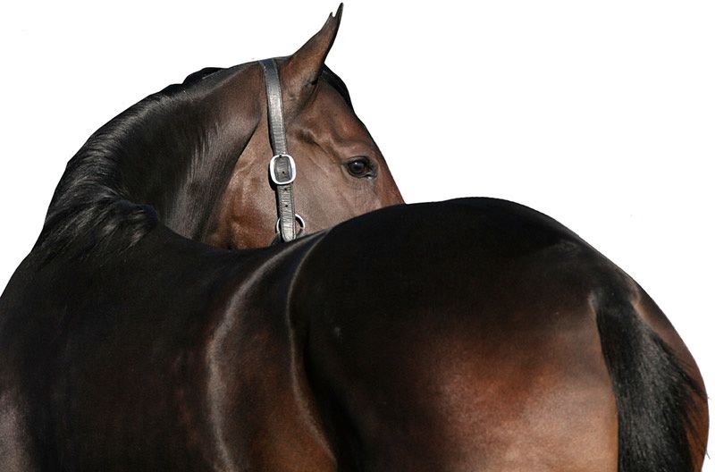 Kontakt zu Equitech Pferdesolarien