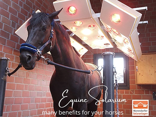 Individual horse solariums with accessories