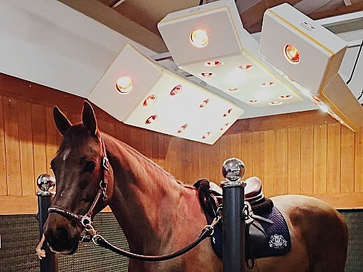 Horse solarium LUXUS-S
