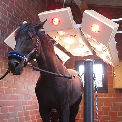 Horse solarium neck element