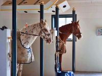 Solarium Pferde | Warendorfer Solaranlagen 