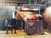 sunlight-II-8