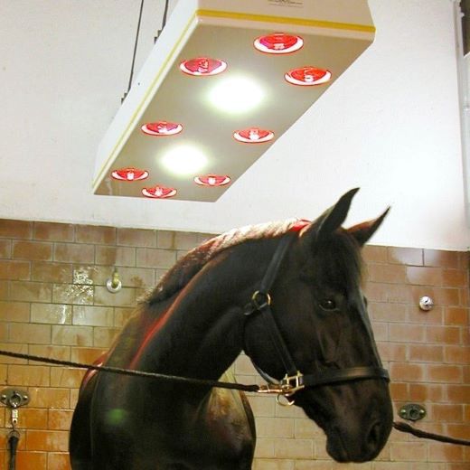 Horse solarium | STANDARD I-S in application