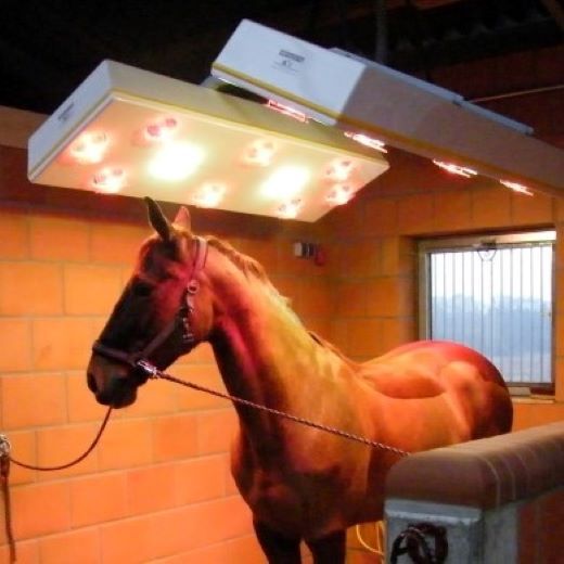 Horse solarium | STANDARD II-S in application