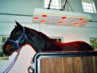 warendorfer-horse-solaria-standard-I-4