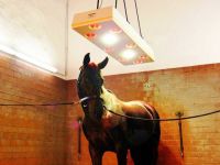 warendorfer-horse-solaria-standard-I-6
