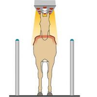 warendorfer-horse-solaria-standard-I-13