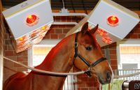 Equine solaria | Warendorfer Solaranlagen | with neck elements