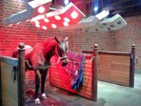Equine solaria | Warendorfer Solaranlagen | infrared irradiation