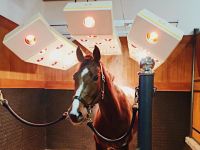 Horse Solarium LUXUS-S