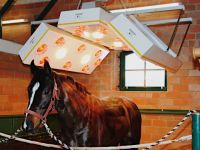 Horse Solarium LUXUS-S