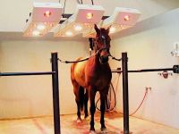 Horse Solarium LUXUS-S