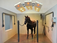 equine-solarium-neck-element-warendorfer (12)