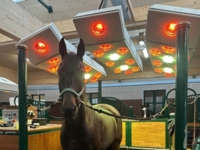equine-solarium-neck-element-warendorfer (6)